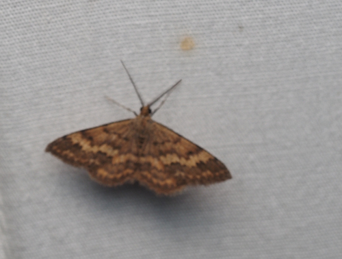 Plantain moth