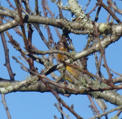 Emberiza flaviventris flaviventris
