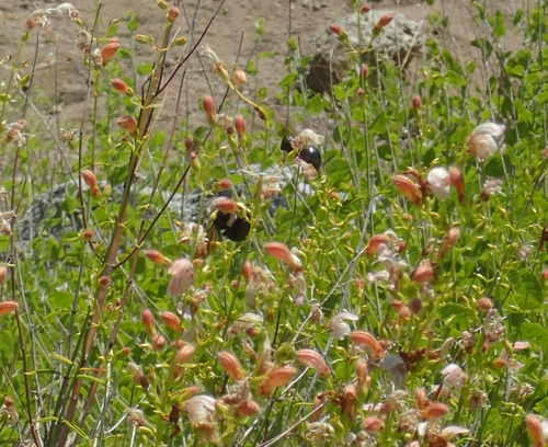 iNaturalist observation photo of Bees