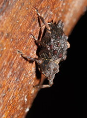 Poropterus conifer