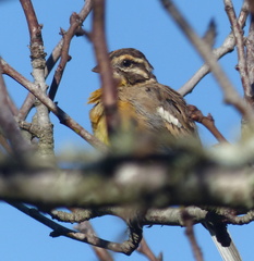 Emberiza flaviventris flaviventris