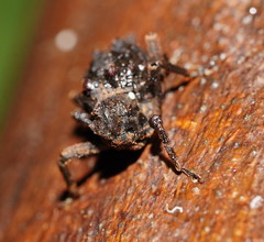 Poropterus conifer