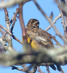 Emberiza flaviventris flaviventris