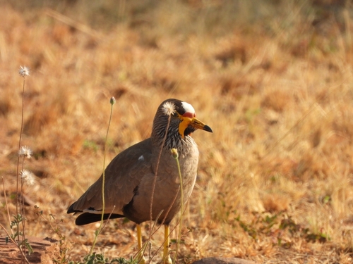 iNaturalist image