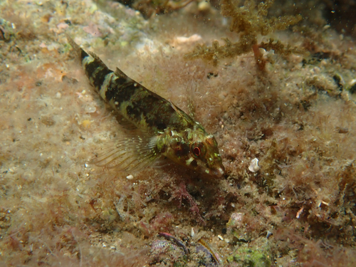Enneapterygius etheostomus observed 2026-07-22