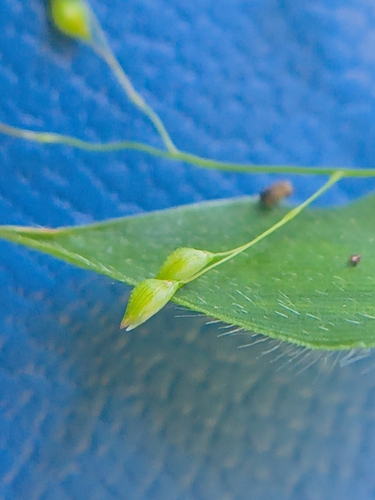 Panicum brevifolium, photograph 6