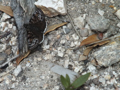 Erynnis pacuvius