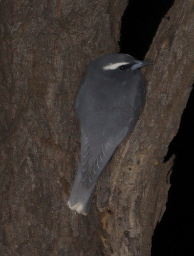 White-browed Woodswallow (Artamus superciliosus)
