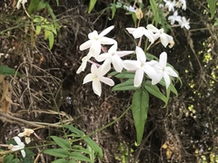 Jasminum polyanthum