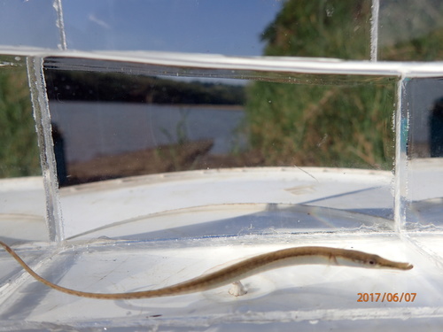Freshwater Pipefish