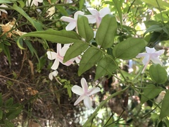 Jasminum polyanthum