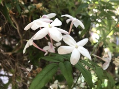 Jasminum polyanthum