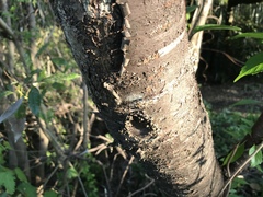Prunus jamasakura