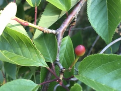 Prunus jamasakura