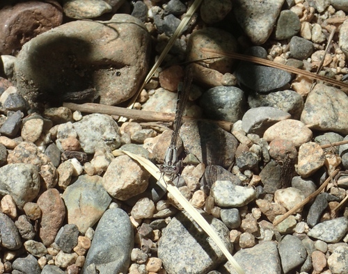 iNaturalist observation photo of Vivid Dancer
