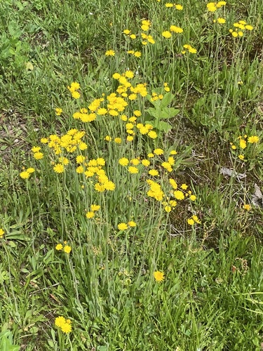 Pilosella floribunda, 2026-07-23