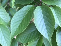 Prunus jamasakura