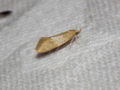 Telocharacta hemicroca