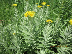 Jacobaea paludosa lanata