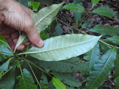 Quintinia verdonii