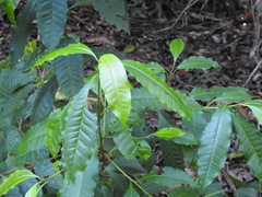 Quintinia verdonii