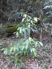 Quintinia verdonii