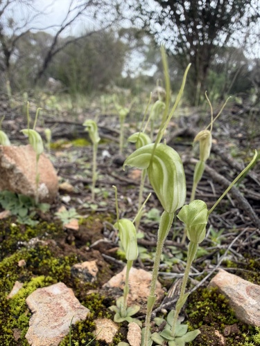 Hairy-stemmed snail orchid