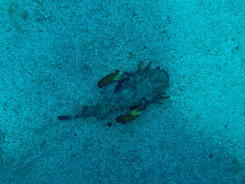 Inimicus filamentosus observed 2026-07-19