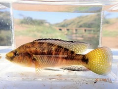 Pseudocrenilabrus philander