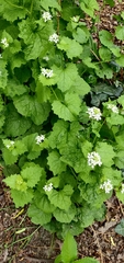 Alliaria petiolata