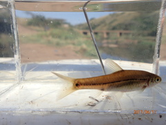 Enteromius viviparus