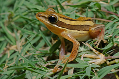 Polypedates taeniatus
