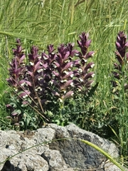 Acanthus syriacus