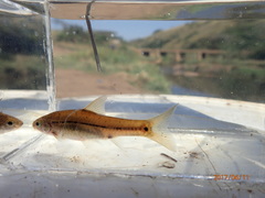 Enteromius viviparus