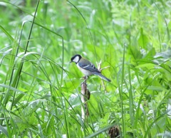Parus minor