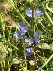 Cichorium endivia
