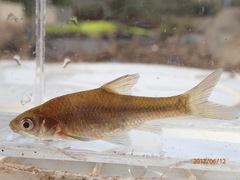 Enteromius paludinosus