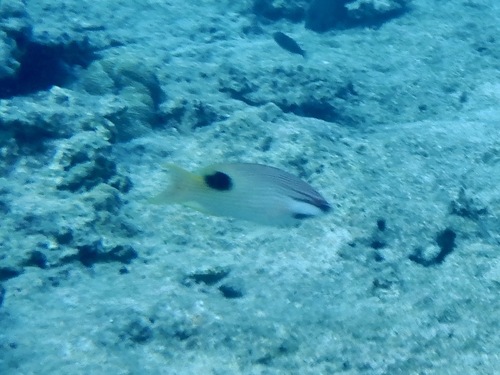 Bodianus bilunulatus observed 2026-07-23