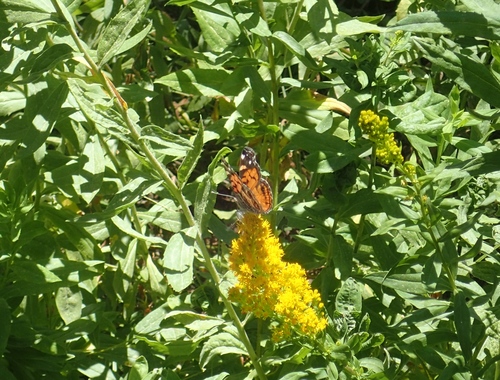 iNaturalist observation photo of American Lady