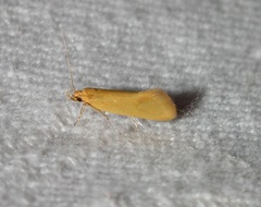 Telocharacta hemicroca