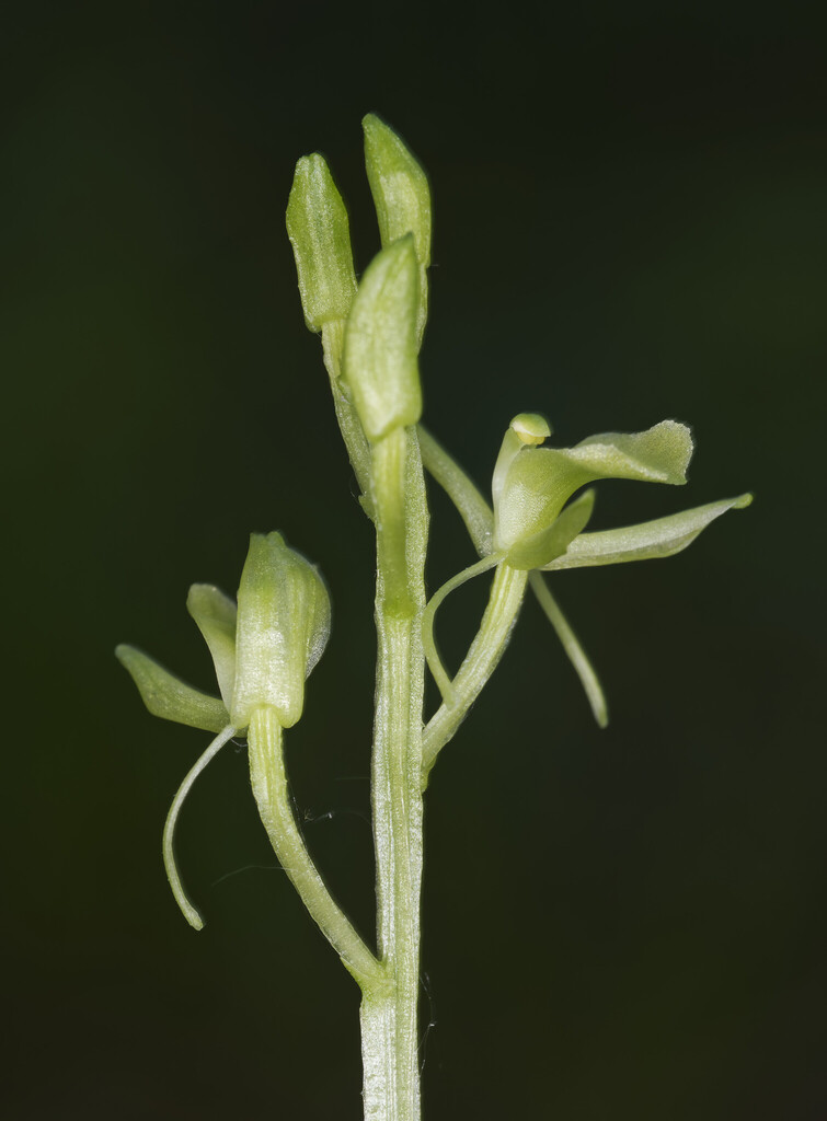 Liparis nemoralis