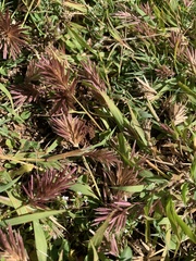 Eragrostis patens