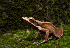 Clinotarsus alticola