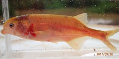 Marcusenius caudisquamatus