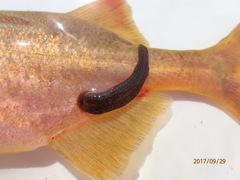 Aliolimnatis