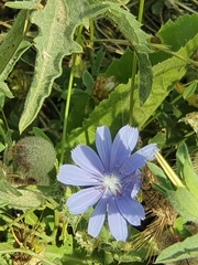 Cichorium endivia