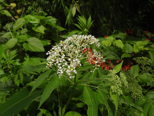 Sambucus javanica, photograph 3