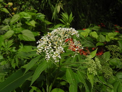 (c) 雲一百香果, some rights reserved (CC BY) Sambucus javanica, photograph (c) 雲一百香果, some rights reserved (CC BY)