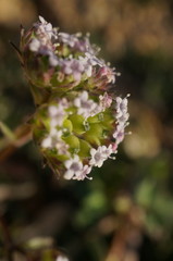 Valerianella pumila