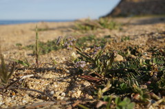 Valerianella pumila